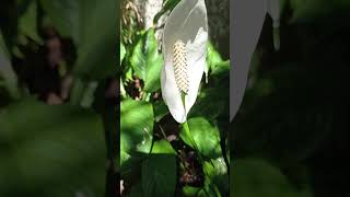 LíriodaPazSpathiphyllum MontanumPlanta Terrestre HerbáceaAraceaeAmbiente Com Pouca Luz Solar [upl. by Arahsal]