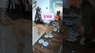 Talking Dog LEARNING to Respond to Questions with Buttons fluentpet [upl. by Rosenblatt]