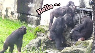 Chimps Begging the Caretaker Snack Time Please 🍌🙋‍♂️黑猩猩們向保育員要食物：快給我們點心！ [upl. by Oznerol887]