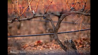 Marqués de Riscal ante los retos del cambio climático [upl. by Pacheco115]