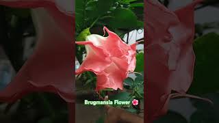 Brugmansiaflowers beautifulflowers natureflower shortsvideo videos [upl. by Fanning]