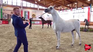 Italian Nationals 2019  Senior Stallions Championship [upl. by Lilias791]