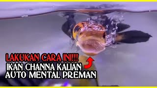 LAKUKAN TREATMENT INI CARA AGAR IKAN CHANNA GALAK BERMENTAL PREMAN [upl. by Orsini]