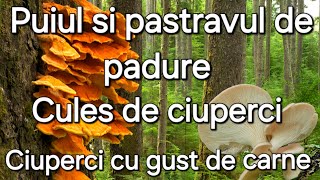 Puiul de padure  Ciuperca cu gust de carneCules de ciuperci și rețete [upl. by Abby]