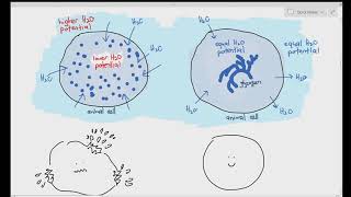 25 Polysaccharides Starch Amylose Amylopectin Glycogen amp Cellulose Cambridge A Level Bio [upl. by Esther]