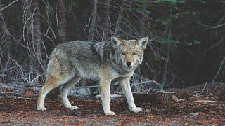 El lobo ibérico de la Sierra de Guadarrama [upl. by O'Neil]