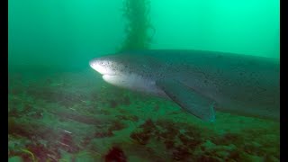 Sevengill Shark in Carlsbad California [upl. by Philpot]