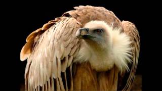 Vulture Sounds  Good Animal Voices [upl. by Anaiad]