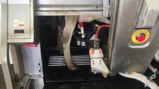 Lely robotic milker [upl. by Amata977]