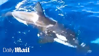 Moment killer whale attacks yacht and snaps off rudder near Gibraltar [upl. by Allie]