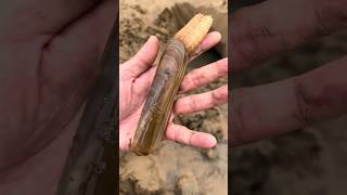 Old Man Finds Snake in Sand Hole shortsvideo [upl. by Attenhoj854]