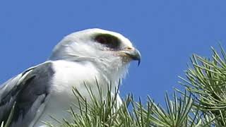 Call of White tailed Kite 92563 [upl. by Amado]