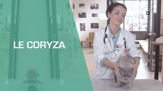 Coryza du chat  Animaux [upl. by Nylyram]