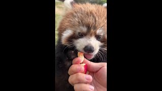 Cuteness Overload Baby Red Panda Enjoys an Apple Treat [upl. by Eneliak]