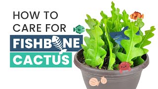 BEST TIPS  HOW TO CARE FOR FISHBONE CACTUS  EPIPHYLLUM ANGULIGER  RIC RAC CACTUS [upl. by Annovy]