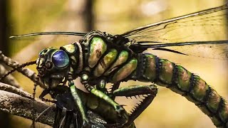 What Caused the Extinction of Giant Insects  Full Documentary [upl. by Anecuza]