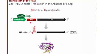 Leveraging the Power of In Vitro Transcription [upl. by Katine]