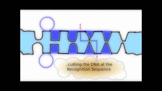 How Restriction Enzymes interact with DNA [upl. by Gorrian]