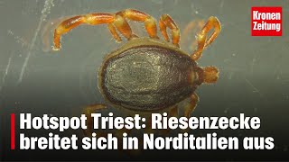 Riesenzecke breitet sich in Norditalien aus  kronetv NEWS [upl. by Forrest]