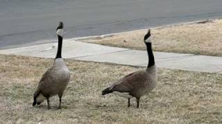 Canada Geese Honking amp Flying Off [upl. by Sucy428]