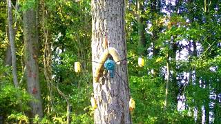 Squirrel Go Round Squirrel Feeder [upl. by Broderick528]