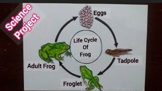 Life Cycle Of A Frog Model  Frog Life Cycle  3D Life Cycle Of Frog  Science Project [upl. by Caresse]