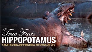 True Facts Hippopotamus [upl. by Ssitruc]