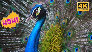 Beautiful Peacock Opening Feathers  मोर नृत्य  Peacock Dance  Peacock Call  Mor ki Awaaz  4K [upl. by Unam474]