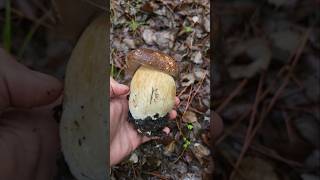 🍄‍🟫 Boletus Provincia de Málaga 2024 boletus boletusaereo funghi hongo seta amanita [upl. by Callahan]