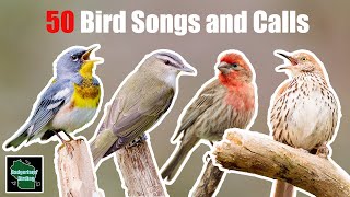 Whats That Noise 50 Common Backyard Bird Songs and Calls [upl. by Lange559]