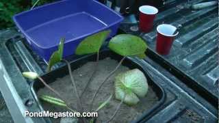 Repotting an overgrown Hardy Waterlily with Ken Landon [upl. by Tyrrell]