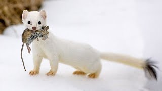 The Stoat  a fearless acrobat and rabbit hunter Interesting facts about Stoats [upl. by Ewell]