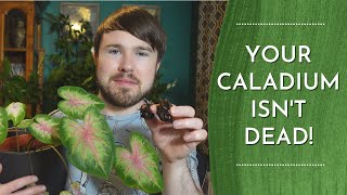 Caladium Winter Care  Prepare Bulbs for Dormancy [upl. by Tiebold]