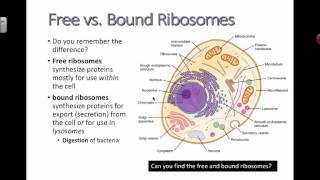 Free vs Bound Ribosomes 2016 IB Biology [upl. by Doreen]