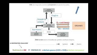 CE1D Sciences 2022  question 4 [upl. by Nel912]