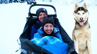 WE WENT DOG SLEDDING [upl. by Vokaay377]