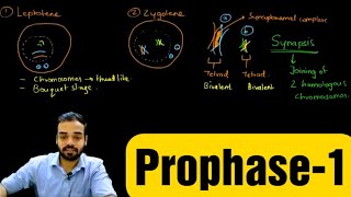 Prophase1 Leptotene Zygotene Pachytene Diplotene amp Diakinesis prophase celldivision [upl. by Ayotan]