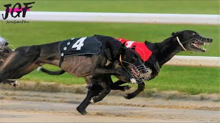 Irish Greyhound Racing  Competition Ireland 2020 [upl. by Enirhtak]