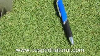 Agrostis Topgrass Cesped para green Cesped natural para golf [upl. by Kellina]