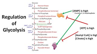 Regulation of Glycolysis  allosteric and transcriptional control [upl. by Ellinad]