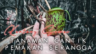 Kantong Semar Termos Nepenthes Ampullaria [upl. by Shih]