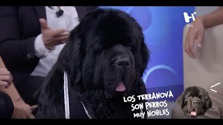 Terranova El perro más noble y dulce del mundo [upl. by Ateval]