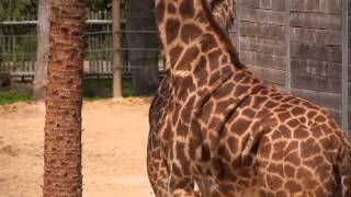 All About Giraffes [upl. by Georgette]