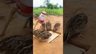 Simple Bird Trap  Amazing Quail Trap shorts [upl. by Bevis]