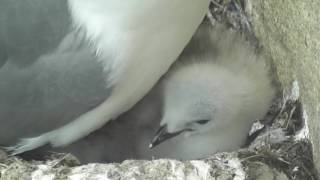 Baltic Kittiwakes 720 [upl. by Bender185]