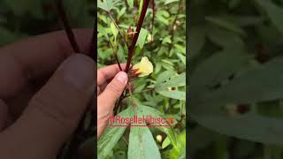 Exotic candy flower Roselle Hibiscus flowermedicine [upl. by Novyad]