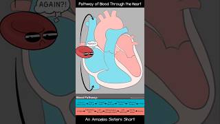 Pathway of Blood Through the Heart  Amoeba Sisters Shorts biology circulatorysystem [upl. by West]