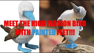 Secrets of the BlueFooted Booby Revealed World of Birds series Episode 2 [upl. by Annawyt]