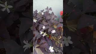 Butterfly plant care tips flowers gardening summercare trending oxalis viralvideo houseplant [upl. by Murage]