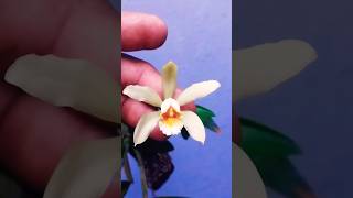 CATTLEYA FORBESII ALBA [upl. by Pronty]